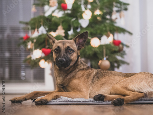 A small brown dog under a Christmas tree. Dog and Christmas.