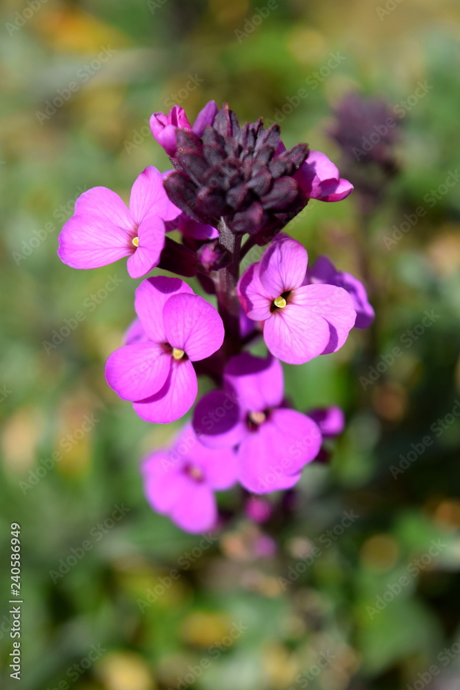 Flower Flower