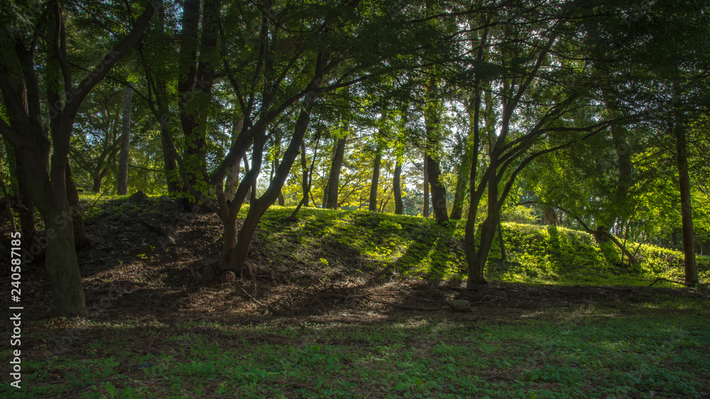 shoot light through a tree. see the light of darkness. shoot light through a tree. see the light of darkness.