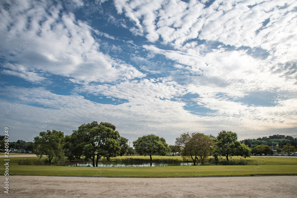 a landscape of trees, sky and clouds. the appearance of nature on a large field. a landscape of trees, sky and clouds. the appearance of nature on a large field.