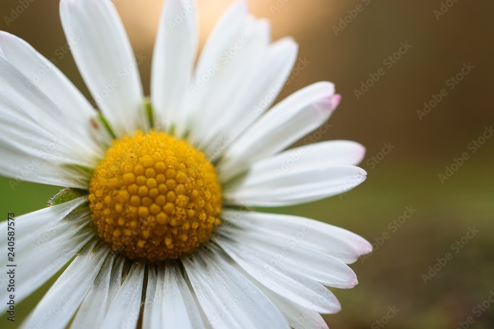 the beautiful white daisies flowers in the garden the beautiful white daisies flowers in the garden