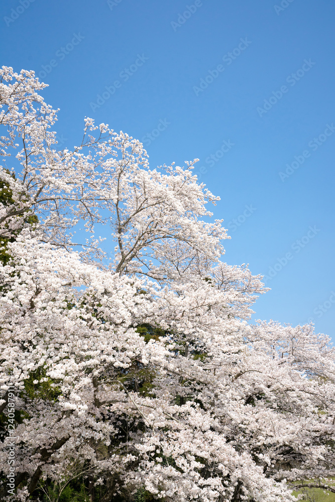 満開の桜 満開の桜
