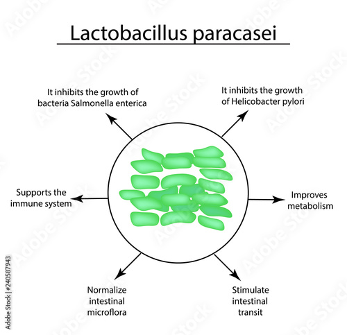 Useful properties of lactobacillus. Probiotic. Lactobacillus paracasei. Infographics. Vector illustration on isolated background.