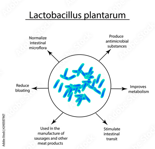 Useful properties of lactobacillus. Probiotic. Lactobacillus plantarum. Infographics. Vector illustration on isolated background. photo