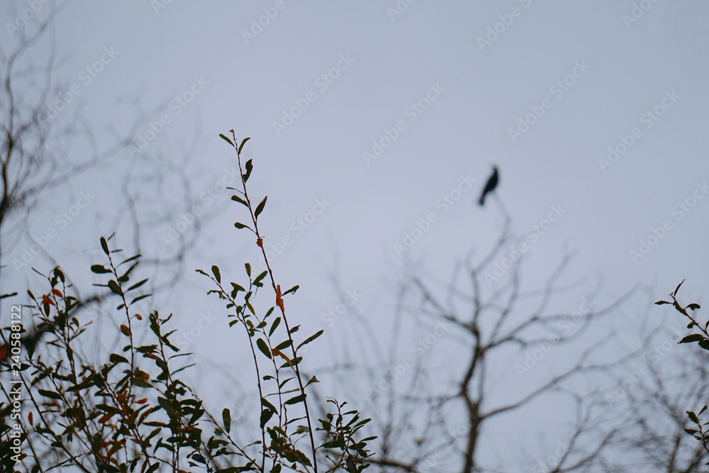 the bird in the tree branches in the nature the bird in the tree branches in the nature
