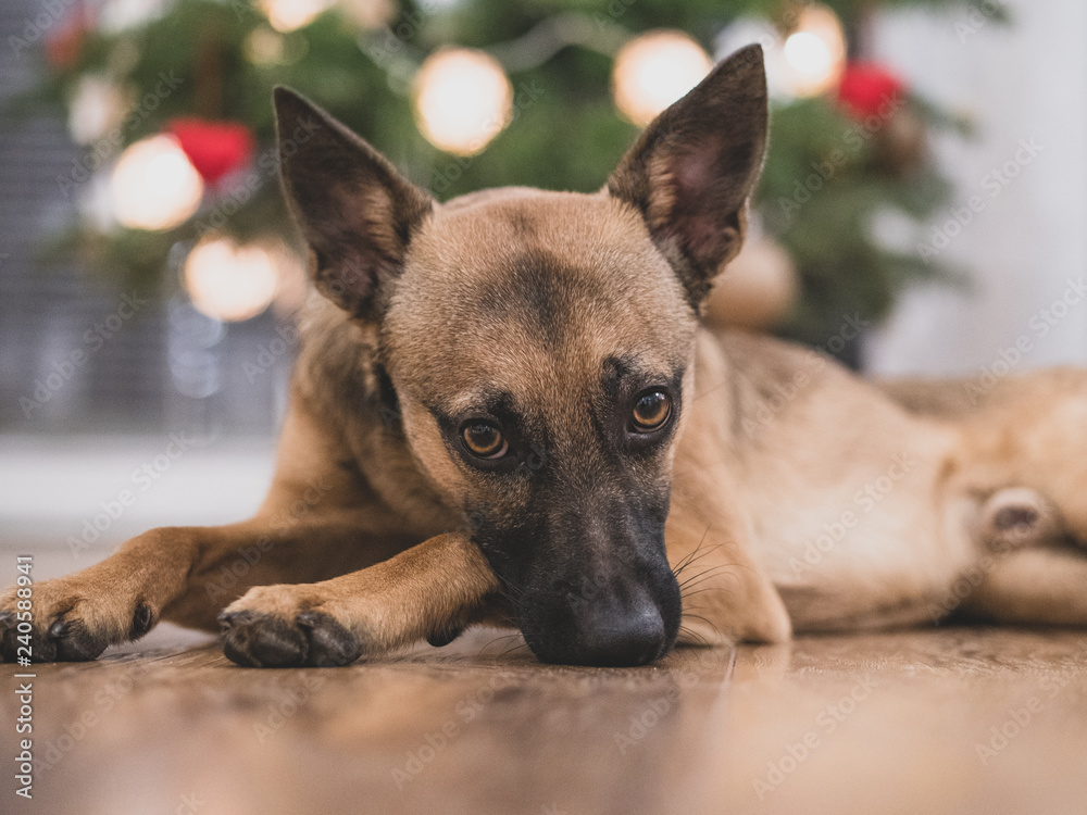 A small brown dog under a Christmas tree. Dog and Christmas. A small brown dog under a Christmas tree. Dog and Christmas.