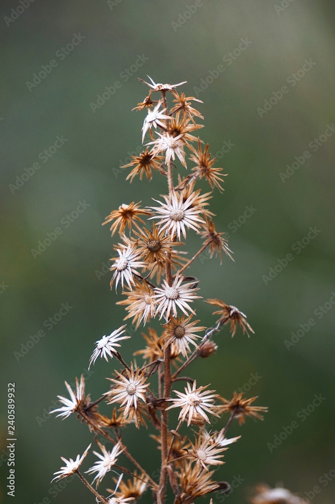 the beautiful plants in the garden in the nature the beautiful plants in the garden in the nature