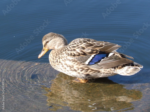 Duck