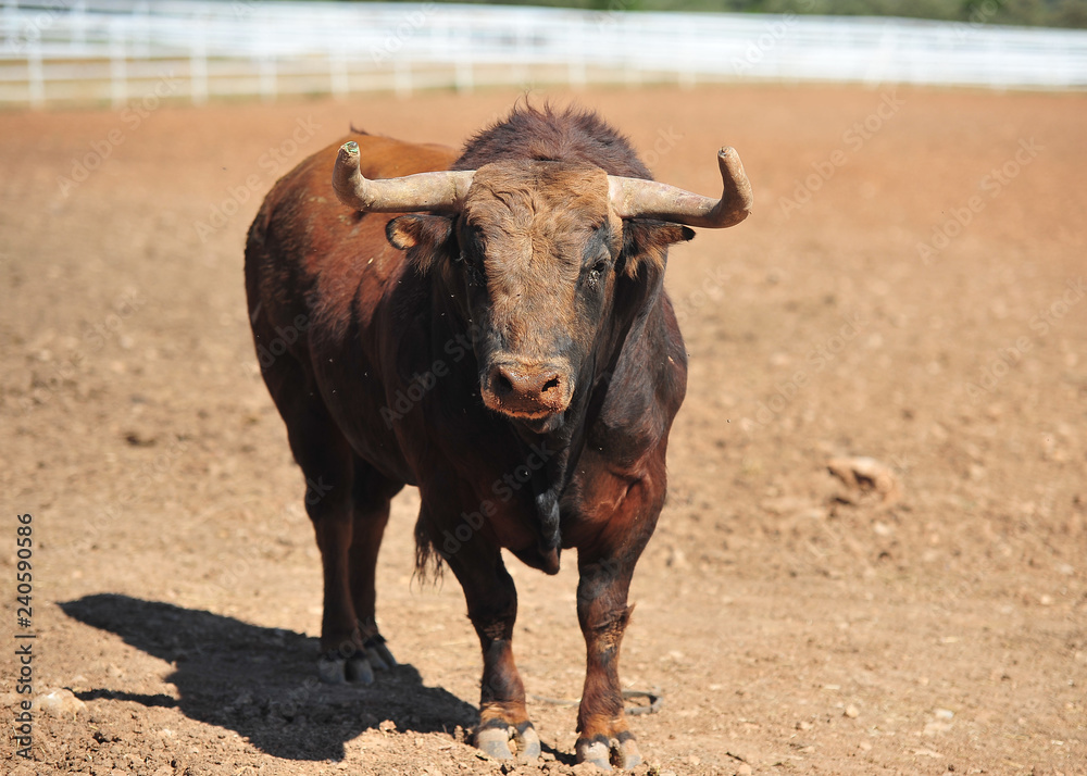bull in the cattle farm bull in the cattle farm