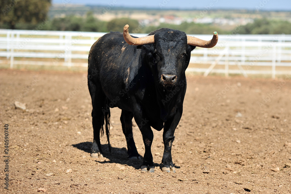 bull in the cattle farm