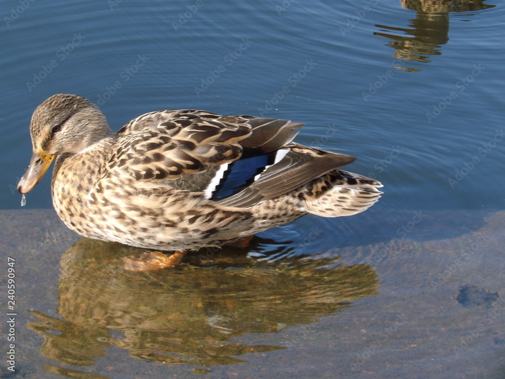 Fototapeta premium Duck