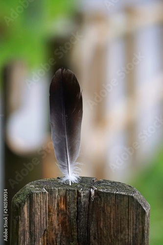 the grrey feather in the nature photo