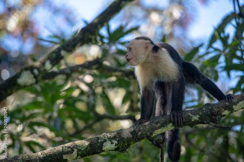 White-headed capuchin monkey (Cebus capucinus) resting in National Park Manuel Antonio - Costa Rica © vaclav