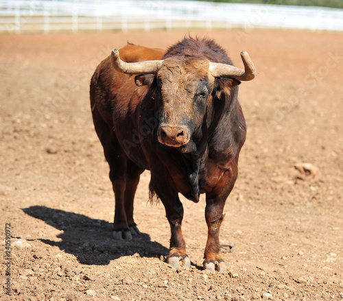 bull in the cattle farm