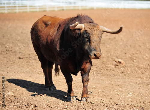 bull in the cattle farm