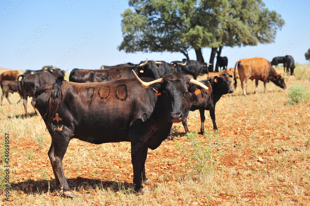 bull in the cattle farm bull in the cattle farm