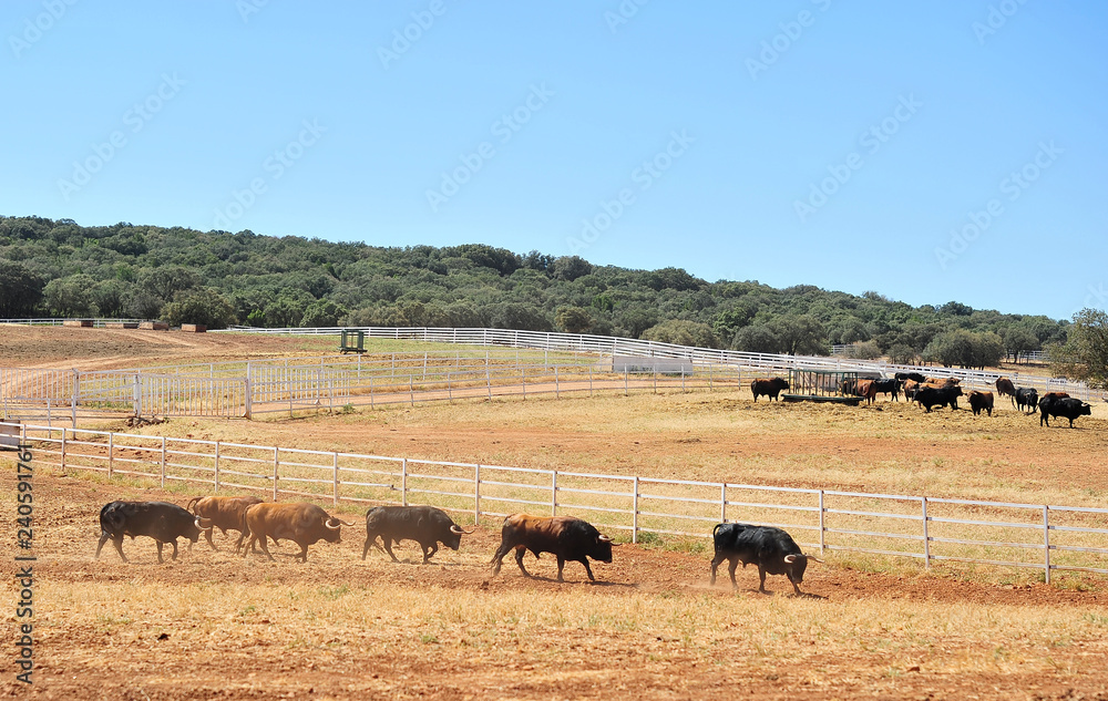 bull in the cattle farm