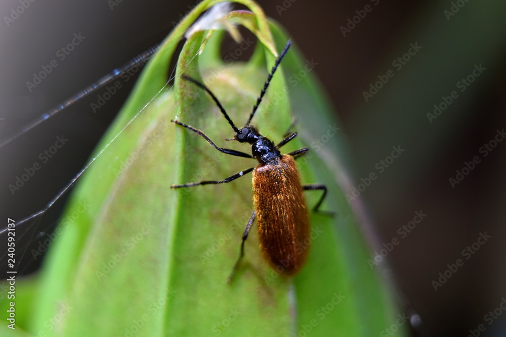 Naklejka premium Tetrops praeustus