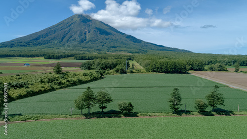 羊蹄山と緑