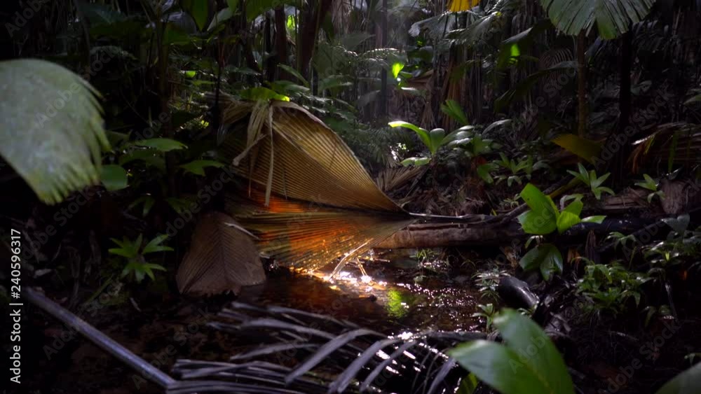 Forêt tropicale de la Vallée de Mai sur l'île de Praslin, Seychelles