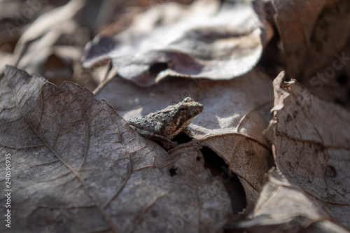 Frog camouflaging in swamp ground litter