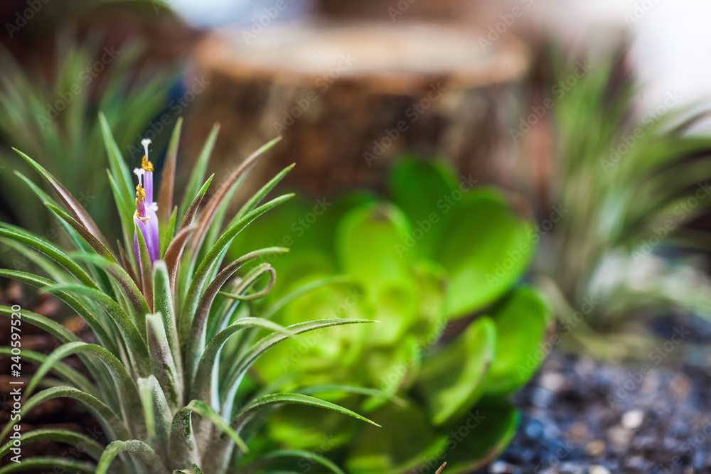 Close up small garden with miniature cactuse with wooden log, fir cones on wood floor Close up small garden with miniature cactuse with wooden log, fir cones on wood floor