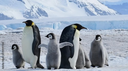 Emperor Penguin with chicks in Antarctica