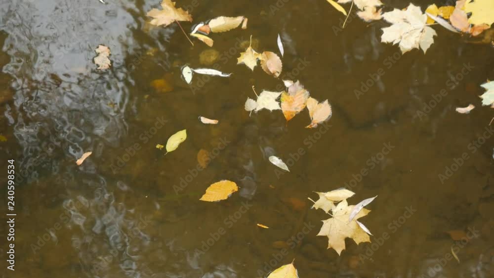 yellow leaves floating on the water with reflection in autumn day yellow leaves floating on the water with reflection in autumn day