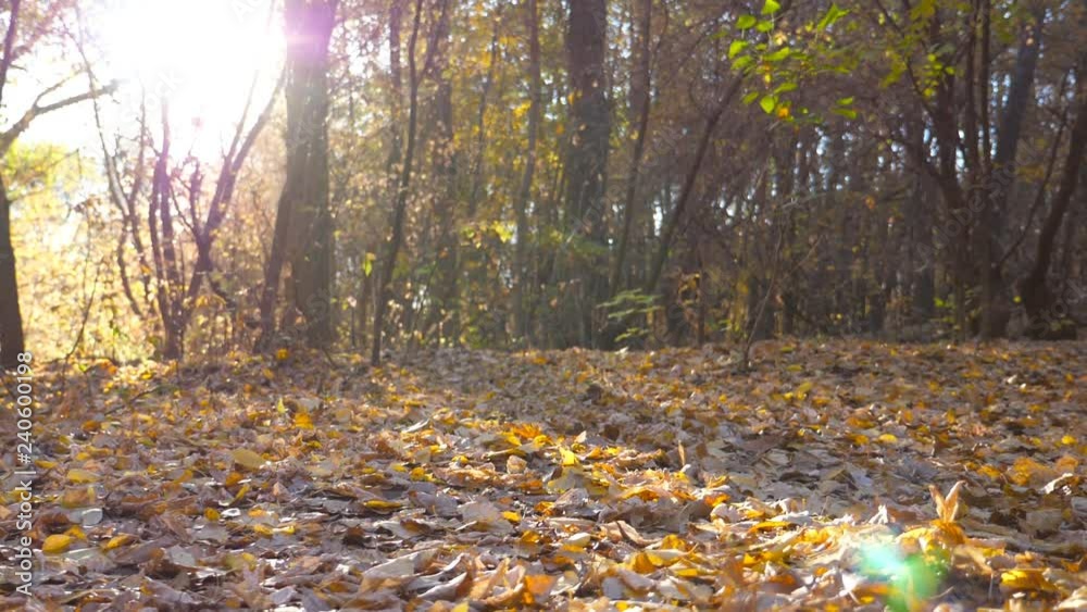 View to forest in autumn sunny day. Ground is covered with colored fallen leaves. Bright sun lights make their way through tree branches. Slow motion View to forest in autumn sunny day. Ground is covered with colored fallen leaves. Bright sun lights make their way through tree branches. Slow motion