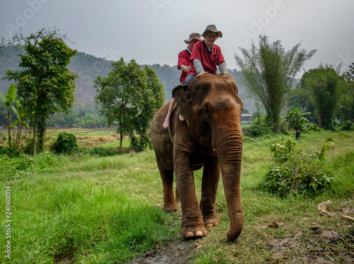 Thailand, Chiang Mai province, Ran Tong Elephant Sanctuary, Elephant trekking © Westend61