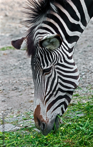 Fototapeta Naklejka Na Ścianę i Meble -  Grevy zebra's head. Latin name - Equus grevyi