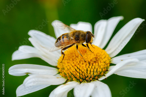 Albania, Valbona-National Park, hoverfly, Syrphus sp., on flower photo