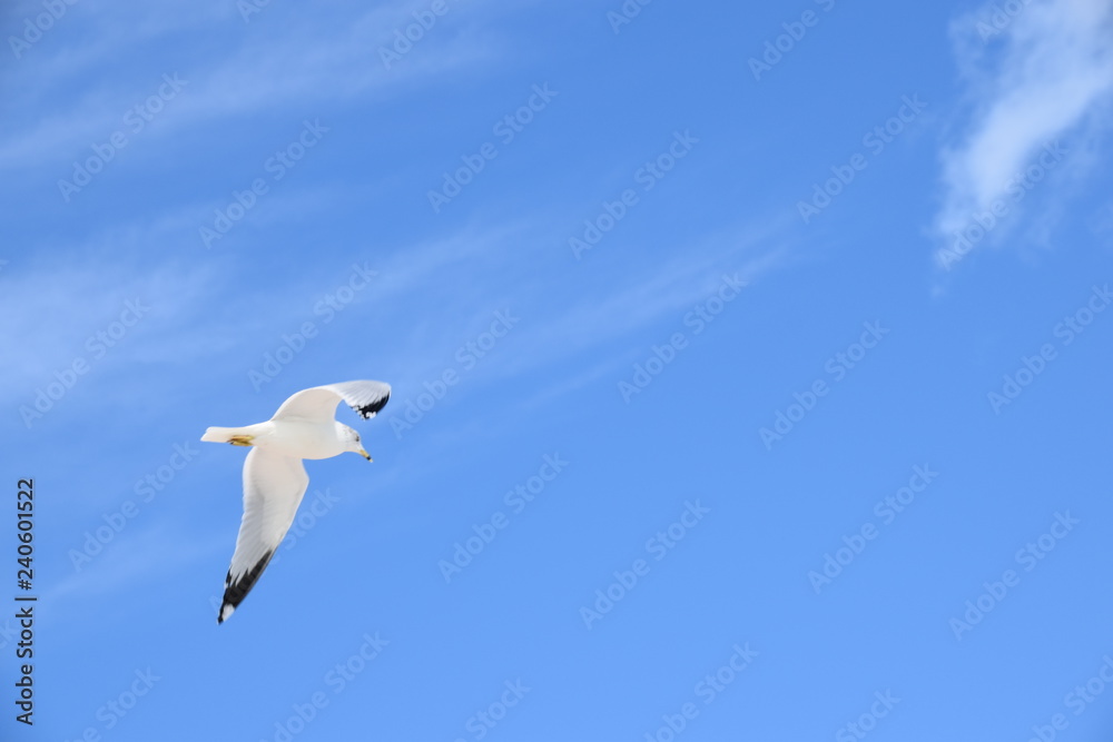 Obraz premium caribe