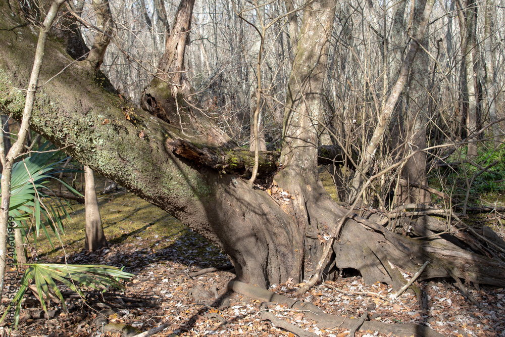 Swamp Trees Swamp Trees