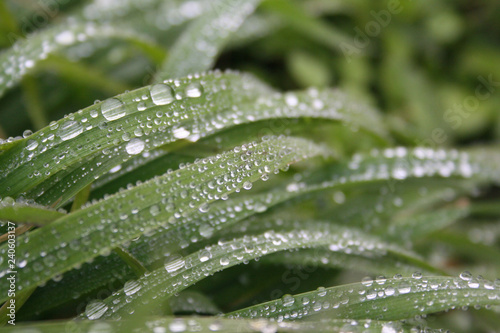 Water drops on green grass leaves. Fresh grass background in selective focus 