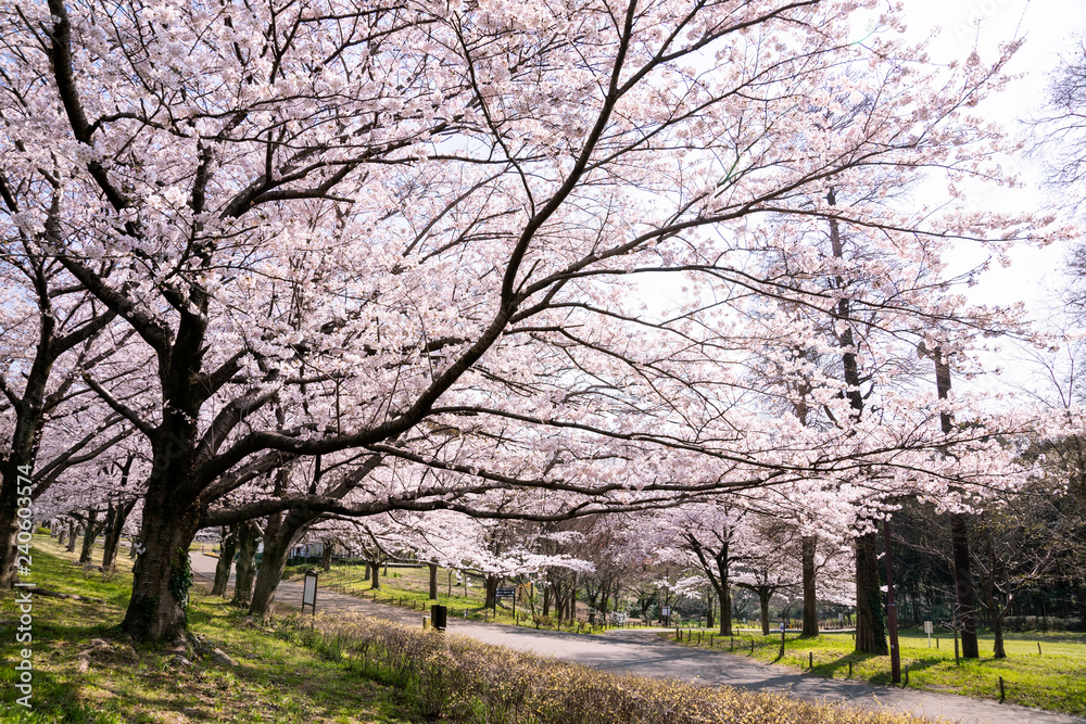 満開の桜