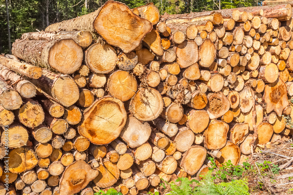  tas de grumes en forêt 