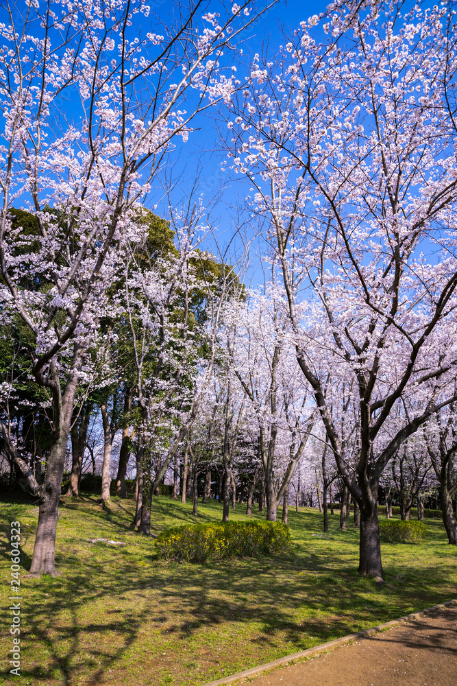 Fototapeta premium 満開の桜