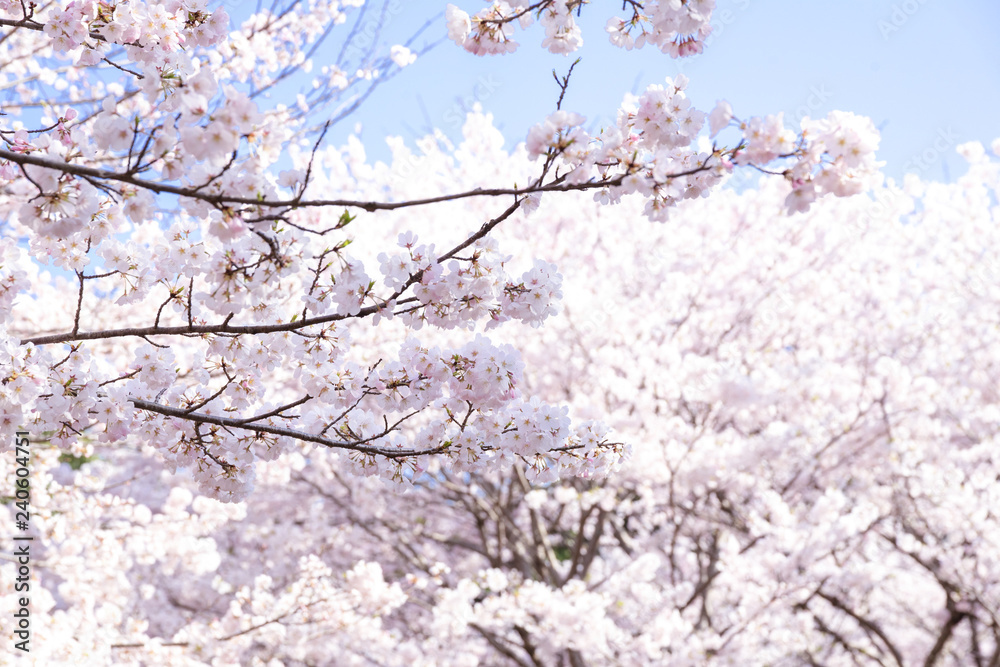 満開の桜