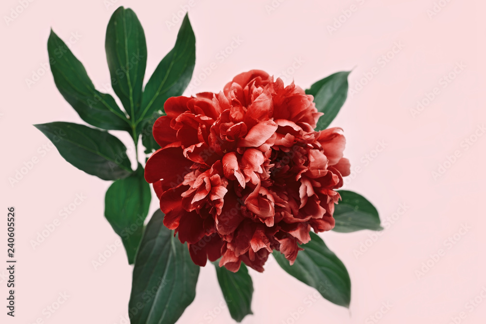 Bright red peony on pink background with copy space. Blooming flower of peony.