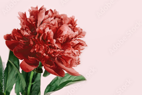 Close up of beautiful red Peony flower on pink background   Selective focus.
