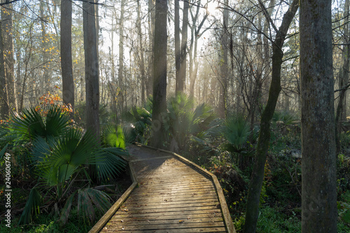 Admiring morning sun rays highlighting a boardwalk in a foggy Louisiana swamp land.