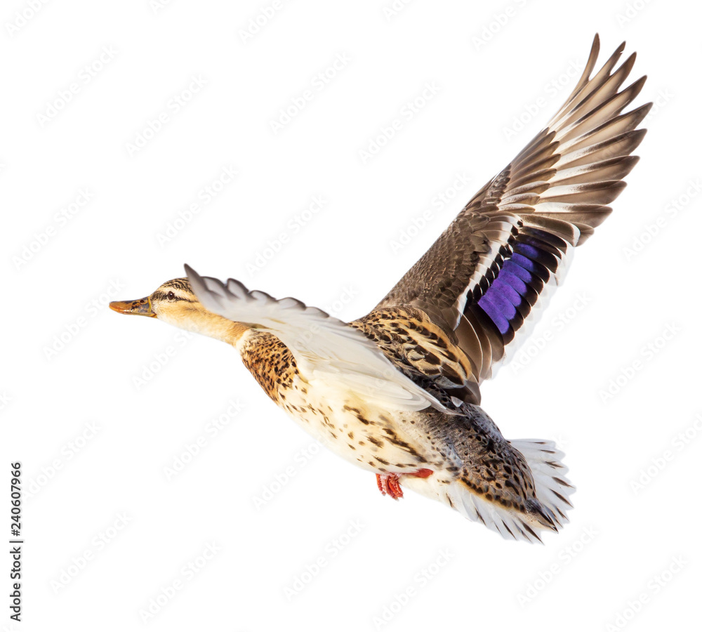 Duck in flight isolated on white background Duck in flight isolated on white background