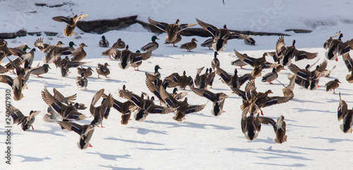 Duck in flight over white snow in winter