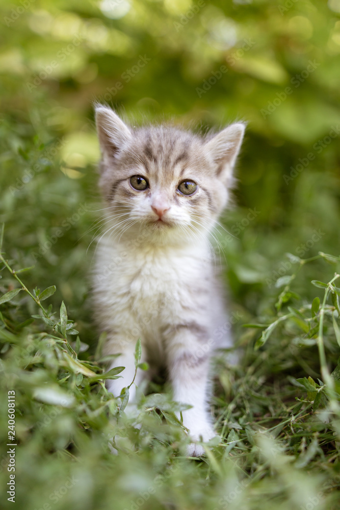 Portrait of a kitten in green grass