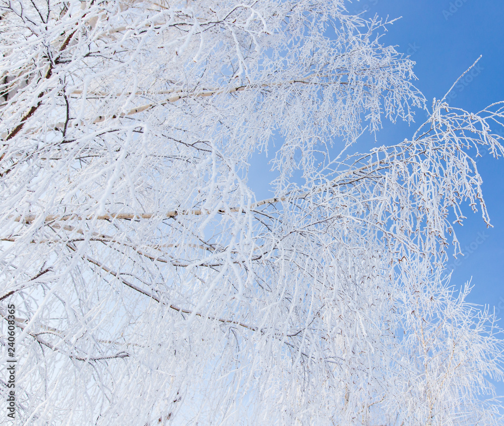 Frozen branches on a tree against a blue sky Frozen branches on a tree against a blue sky