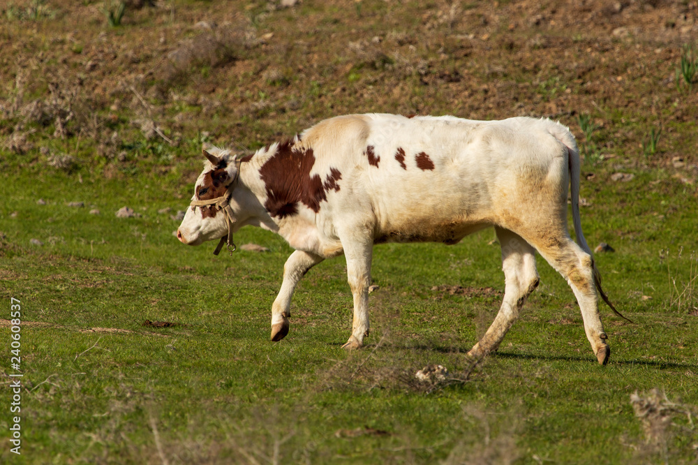 Cow grazing in the hills in the spring