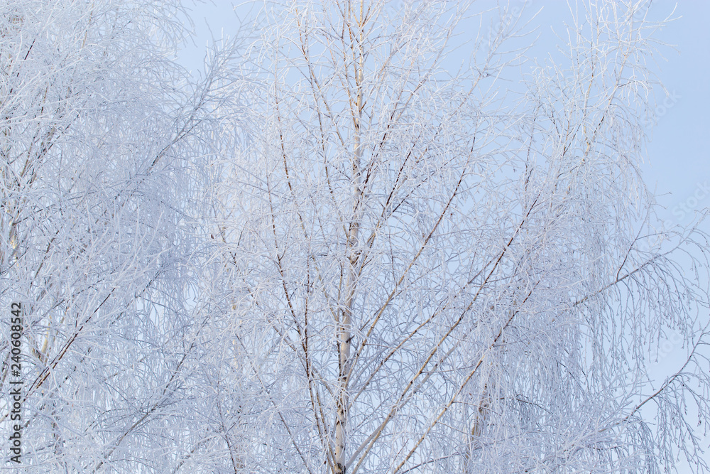 Frozen branches on a tree against a blue sky