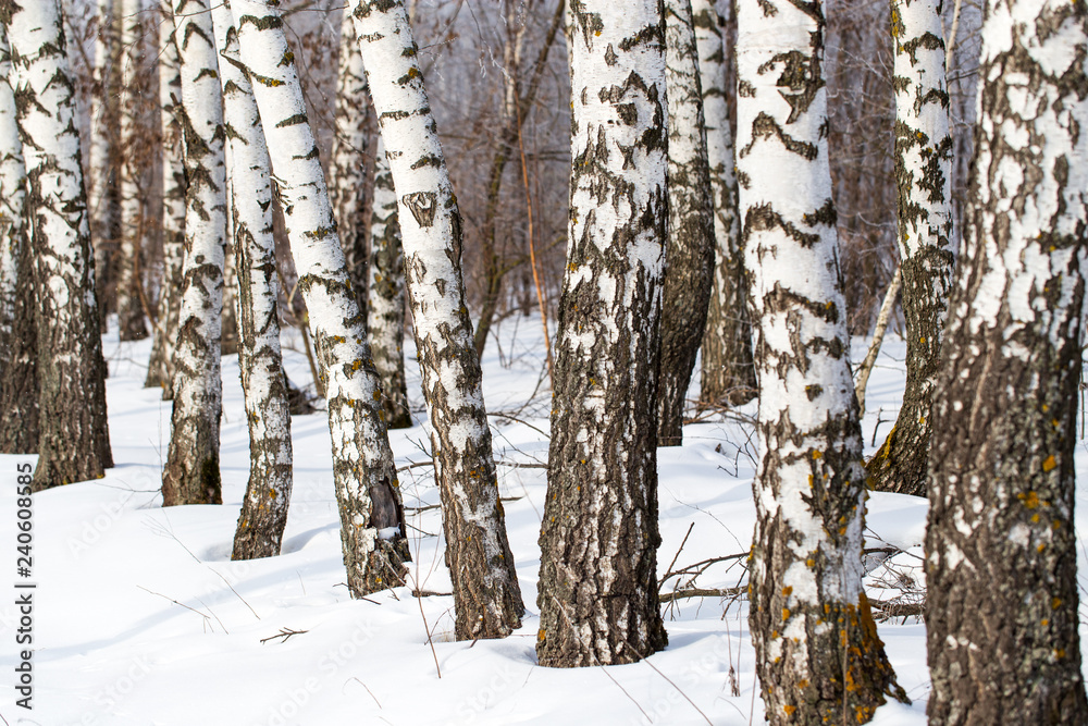 Fototapeta premium White bark on a birch tree as background