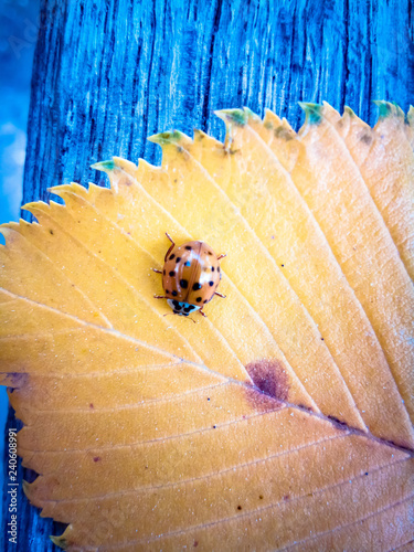 autumn